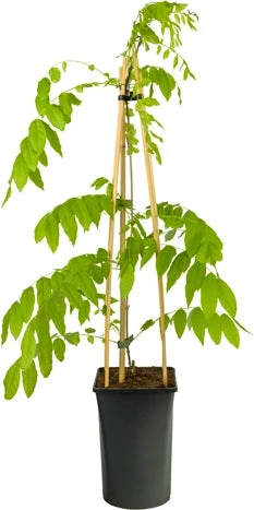 Blauwe Regen (Wisteria Floribunda 'Alba') D 16 H 75 Cm