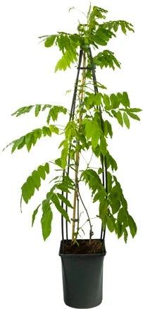 Blauwe Regen (Wisteria Floribunda 'Alba') D 23 H 117 Cm