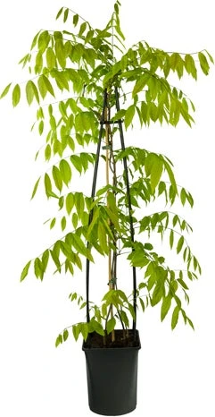 Blauwe Regen (Wisteria Floribunda 'Rosea') D 23 H 117 Cm