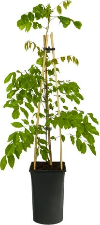 Blauwe Regen (Wisteria Sinensis) D 16 H 75 Cm