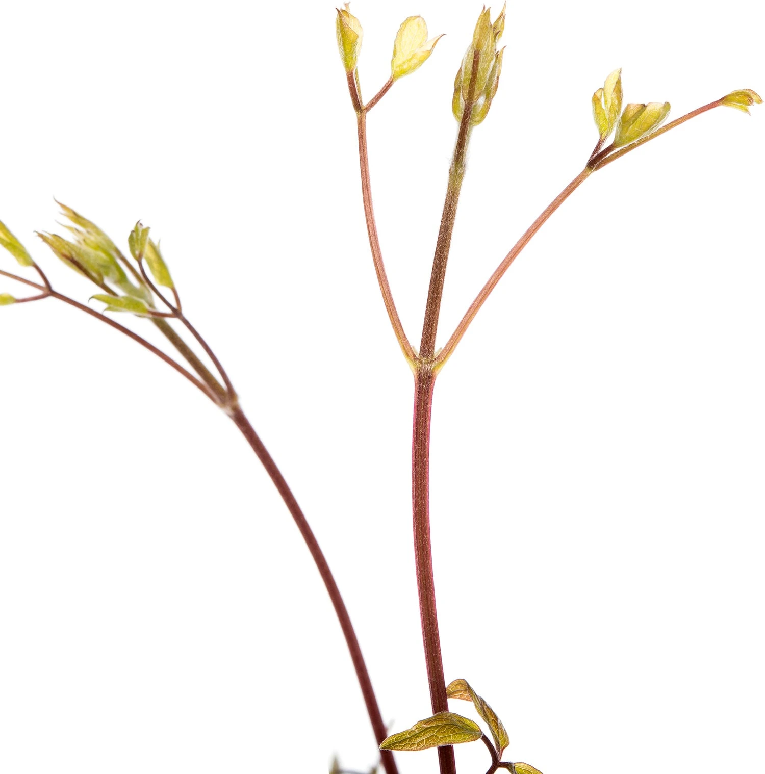 Bosrank (Clematis 'Pernille') D 16 H 75 Cm 4 Bosrank (Clematis 'Pernille') D 16 H 75 Cm - Afbeelding 2