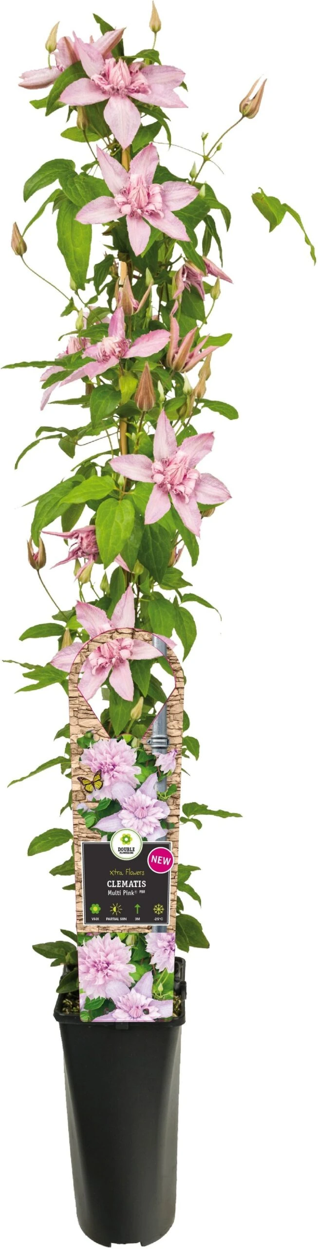 Bosrank (Clematis 'Multi Pink') D 17 H 75 Cm 3 Bosrank (Clematis 'Multi Pink') D 17 H 75 Cm