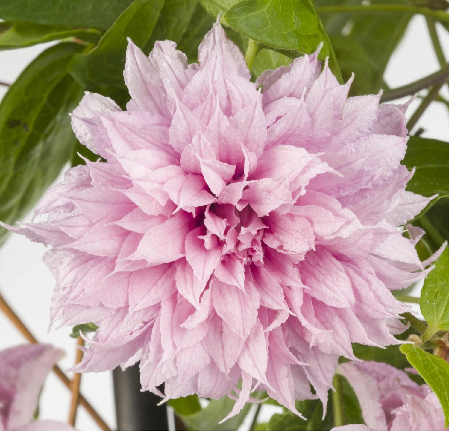 Bosrank (Clematis 'Multi Pink') D 17 H 75 Cm 4 Bosrank (Clematis 'Multi Pink') D 17 H 75 Cm - Afbeelding 2