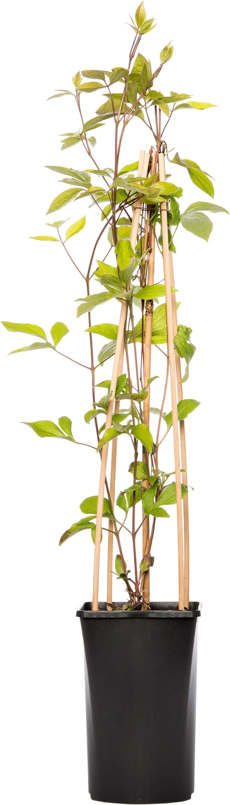 Bosrank (Clematis Vitalba 'Vitiwester') D 17 H 75 Cm 3 Bosrank (Clematis Vitalba 'Vitiwester') D 17 H 75 Cm