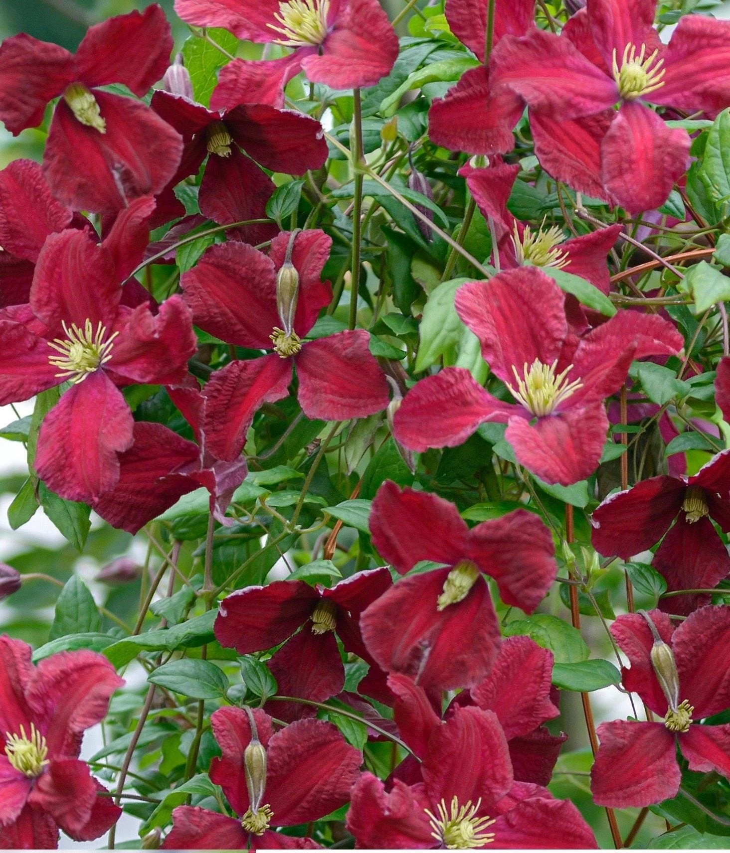 Bosrank (Clematis Vitalba 'Vitiwester') D 17 H 75 Cm 4 Bosrank (Clematis Vitalba 'Vitiwester') D 17 H 75 Cm - Afbeelding 2