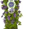 Bosrank (Clematis 'Octopus' PBR) D 19 H 60 Cm 1 Bosrank (Clematis 'Octopus' PBR) D 19 H 60 Cm -PlantenPuur Verkoopwinkel 8714339297346 2 1