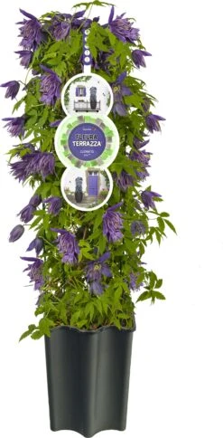 Bosrank (Clematis 'Octopus' PBR) D 19 H 60 Cm