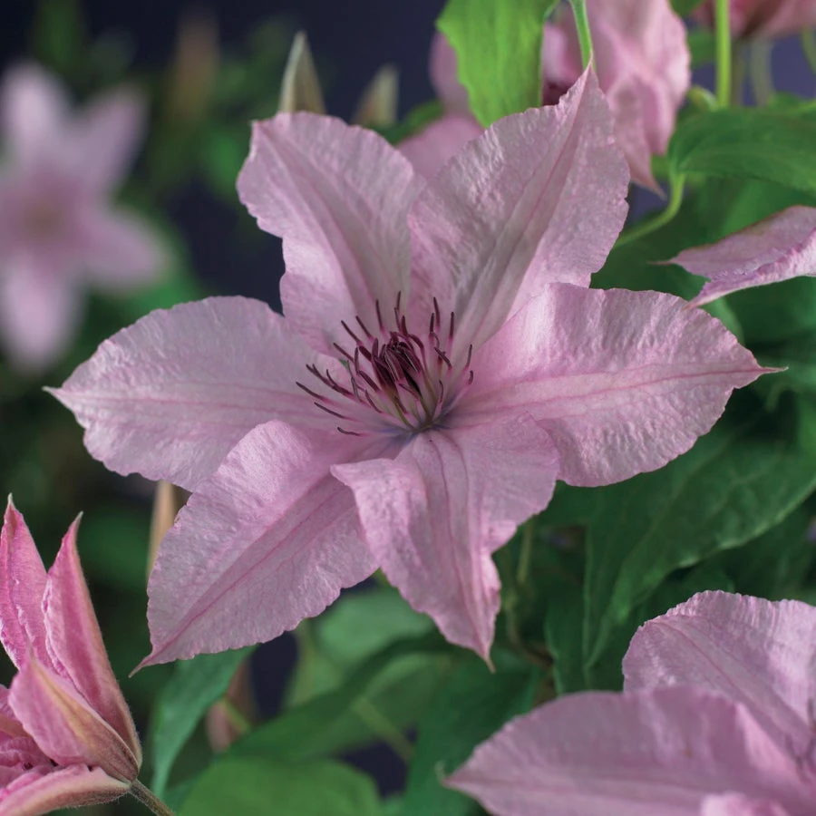 Bosrank (Clematis 'Hagley Hybrid') D 23 H 210 Cm 4 Bosrank (Clematis 'Hagley Hybrid') D 23 H 210 Cm - Afbeelding 2