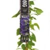 Bosrank (Clematis 'Jackmanii') D 23 H 210 Cm -PlantenPuur Verkoopwinkel 8714339325858
