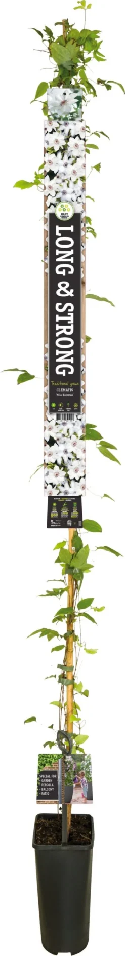 Bosrank (Clematis 'Miss Bateman') D 23 H 210 Cm