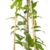 Bosrank (Clematis 'Nelly Moser') D 23 H 210 Cm 2 Bosrank (Clematis 'Nelly Moser') D 23 H 210 Cm -PlantenPuur Verkoopwinkel 8714339326053 0