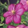 Bosrank (Clematis 'Ville De Lyon') D 23 H 210 Cm -PlantenPuur Verkoopwinkel 8714339326152
