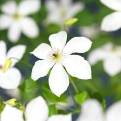 Bosrank (Clematis 'Ville De Lyon') D 23 H 210 Cm 7 Bosrank (Clematis 'Ville De Lyon') D 23 H 210 Cm -PlantenPuur Verkoopwinkel 8714339326152 2