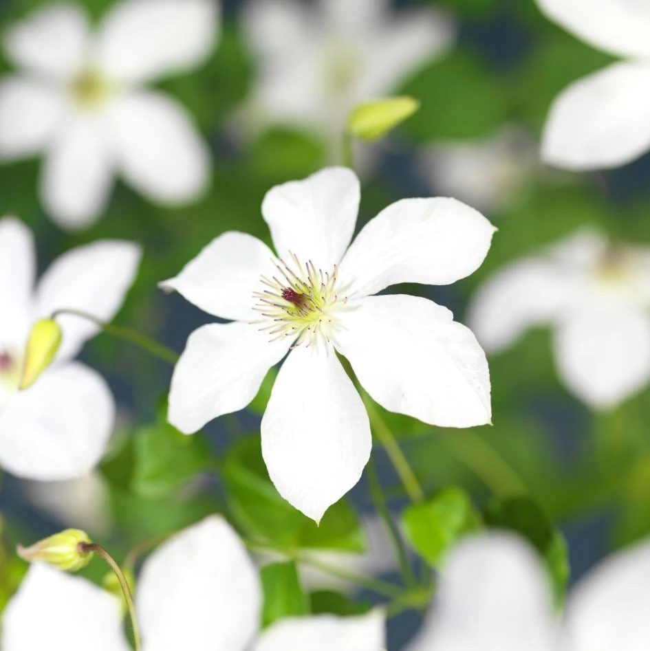 Bosrank (Clematis 'Ville De Lyon') D 23 H 210 Cm 5 Bosrank (Clematis 'Ville De Lyon') D 23 H 210 Cm - Afbeelding 3