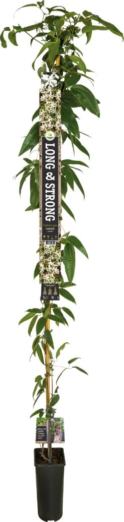 Groenblijvende Bosrank (Clematis Armandii) D 23 H 210 Cm -PlantenPuur Verkoopwinkel 8714339326251 1 1