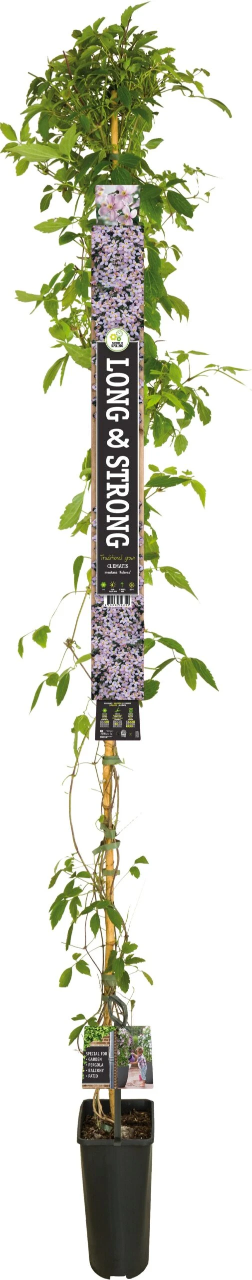 Bosrank (Clematis Montana 'Rubens') D 23 H 210 Cm 3 Bosrank (Clematis Montana 'Rubens') D 23 H 210 Cm