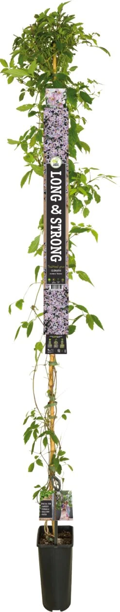 Bosrank (Clematis Montana 'Rubens') D 23 H 210 Cm 5 Bosrank (Clematis Montana 'Rubens') D 23 H 210 Cm -PlantenPuur Verkoopwinkel 8714339326350 1 1