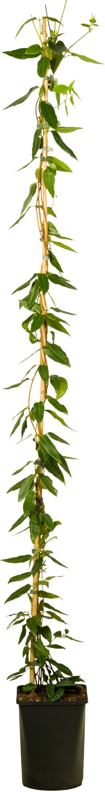 Kamperfoelie (Lonicera Henryi 'Copper Beauty') D 23 H 210 Cm 3 Kamperfoelie (Lonicera Henryi 'Copper Beauty') D 23 H 210 Cm