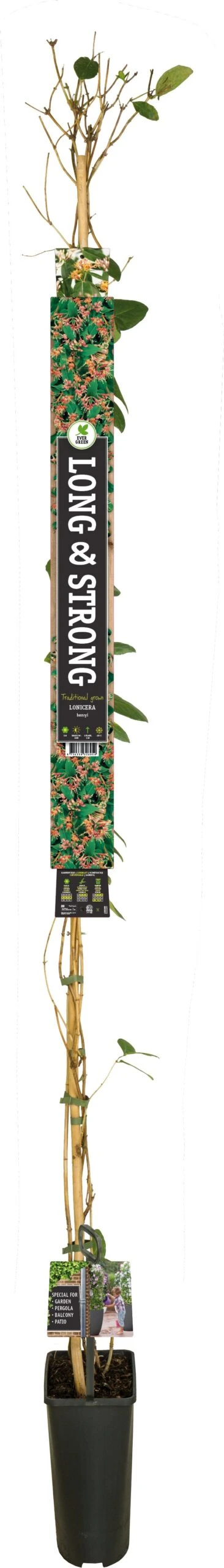 Kamperfoelie (Lonicera Henryi) D 23 H 210 Cm 3 Kamperfoelie (Lonicera Henryi) D 23 H 210 Cm