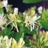 Kamperfoelie (Lonicera Periclymenum 'Belgica Select') D 23 H 210 Cm