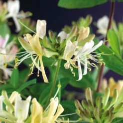 Kamperfoelie (Lonicera Periclymenum 'Belgica Select') D 23 H 210 Cm