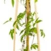 Bosrank (Clematis 'Spiky') D 23 H 210 Cm -PlantenPuur Verkoopwinkel 8714339328552 0