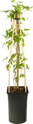 Bosrank (Clematis 'Spiky') D 23 H 210 Cm