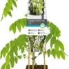 Blauwe Regen (Wisteria Floribunda 'Alba') D 23 H 210 Cm