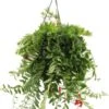 Lipstickplant (Aeschynanthus 'Caro') D 15 H 35 Cm -PlantenPuur Verkoopwinkel 8717191037679