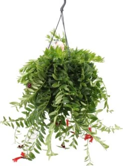 Lipstickplant (Aeschynanthus 'Caro') D 15 H 35 Cm
