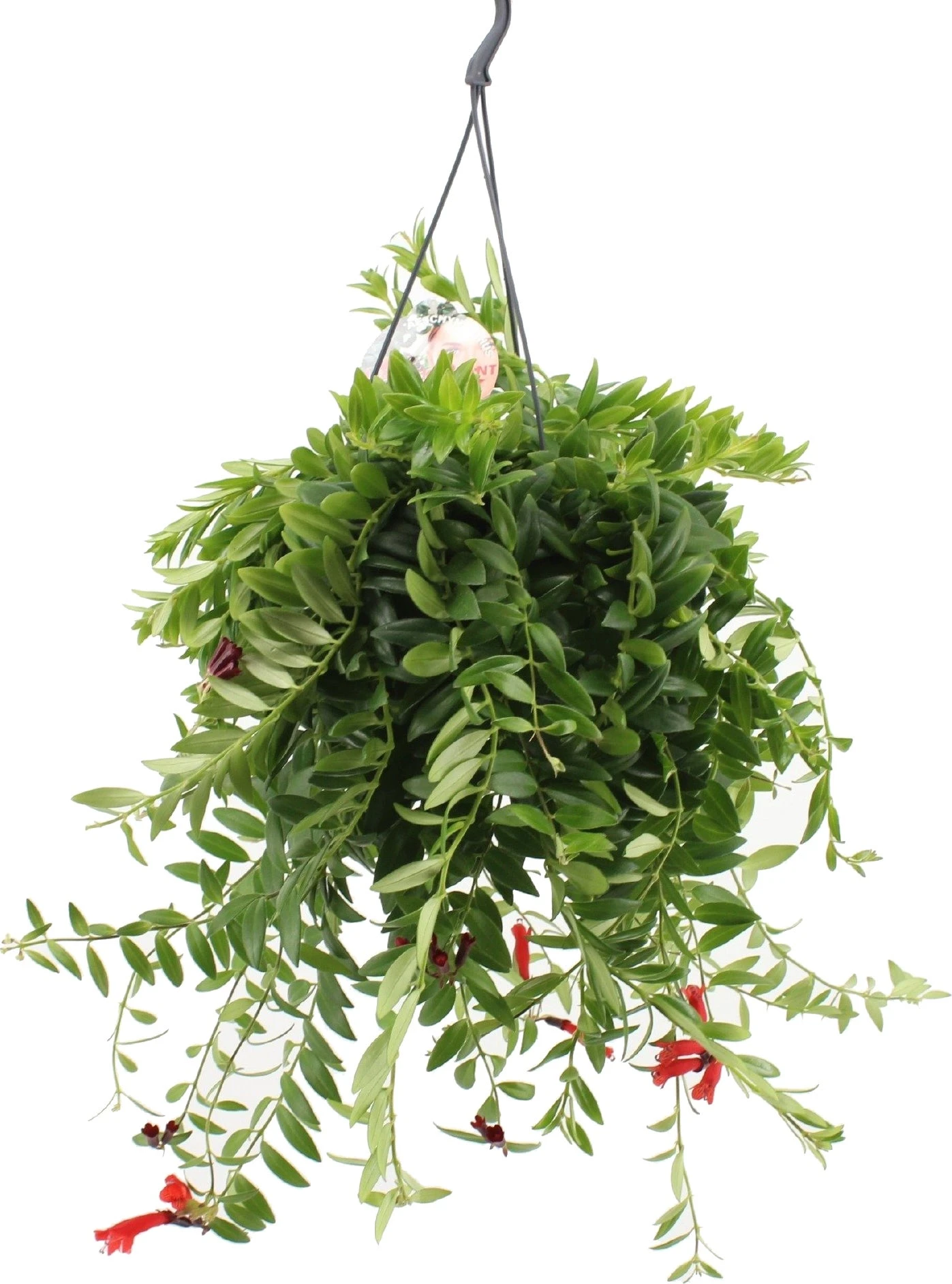Lipstickplant (Aeschynanthus 'Caro') D 15 H 35 Cm 3 Lipstickplant (Aeschynanthus 'Caro') D 15 H 35 Cm