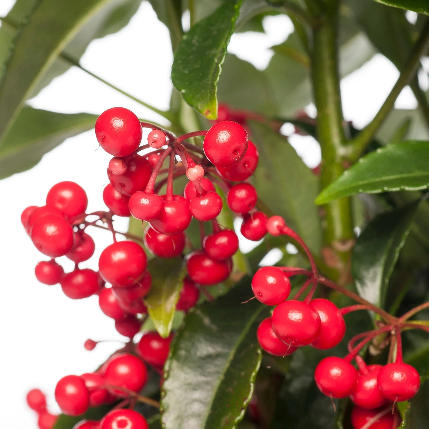 Voorkant -PlantenPuur Verkoopwinkel 8717191038096 1 1