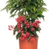 Ardisia (Ardisia Crenata Bos Premium) D 14 H 40 Cm -PlantenPuur Verkoopwinkel 8717191038096 2