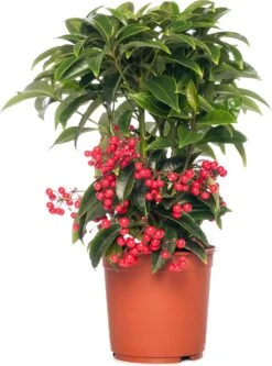 Ardisia (Ardisia Crenata Bos Premium) D 14 H 40 Cm