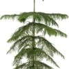 Kamerden (Araucaria Heterophylla) D 17 H 55-60 Cm 1 Kamerden (Araucaria Heterophylla) D 17 H 55-60 Cm -PlantenPuur Verkoopwinkel 8717191038133 1