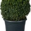 Buxus (Buxus Sempervirens) D 30 H 30 Cm -PlantenPuur Verkoopwinkel 8717191050227 0