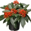 Skimmia (Skimmia Japonica 'reevesiana') D 15 H 20 Cm 1 Skimmia (Skimmia Japonica 'reevesiana') D 15 H 20 Cm -PlantenPuur Verkoopwinkel 8717191107099 1