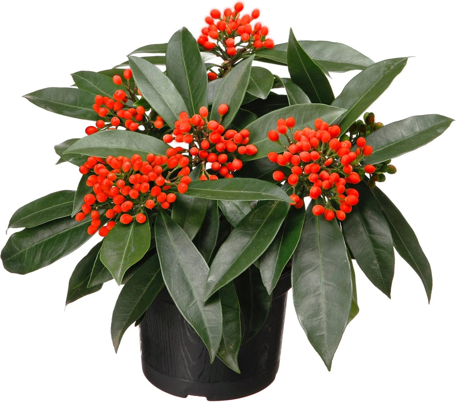 Skimmia (Skimmia Japonica 'reevesiana') D 15 H 20 Cm 3 Skimmia (Skimmia Japonica 'reevesiana') D 15 H 20 Cm