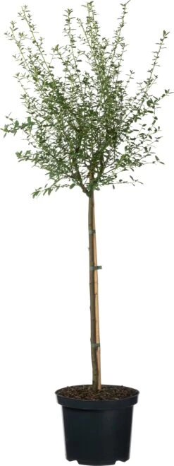 Amerikaanse Sering (Ceanothus 'Concha') D 23 H 60 Cm