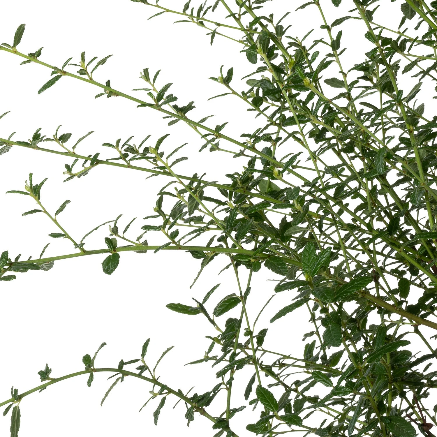 Amerikaanse Sering (Ceanothus 'Concha') D 23 H 60 Cm 4 Amerikaanse Sering (Ceanothus 'Concha') D 23 H 60 Cm - Afbeelding 2