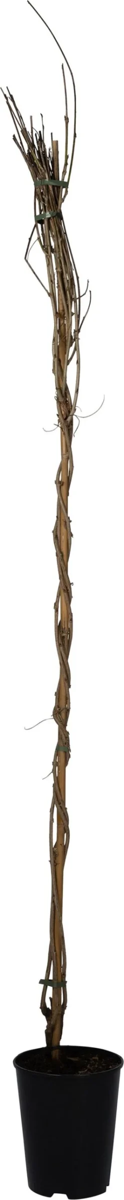 Blauwe Regen (Wisteria Floribunda 'Shiro-Noda') D 23 H 210 Cm