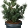 Japanse Den (Pinus Parviflora 'Negishi') D 23 H 45 Cm -PlantenPuur Verkoopwinkel 8717191224376 0