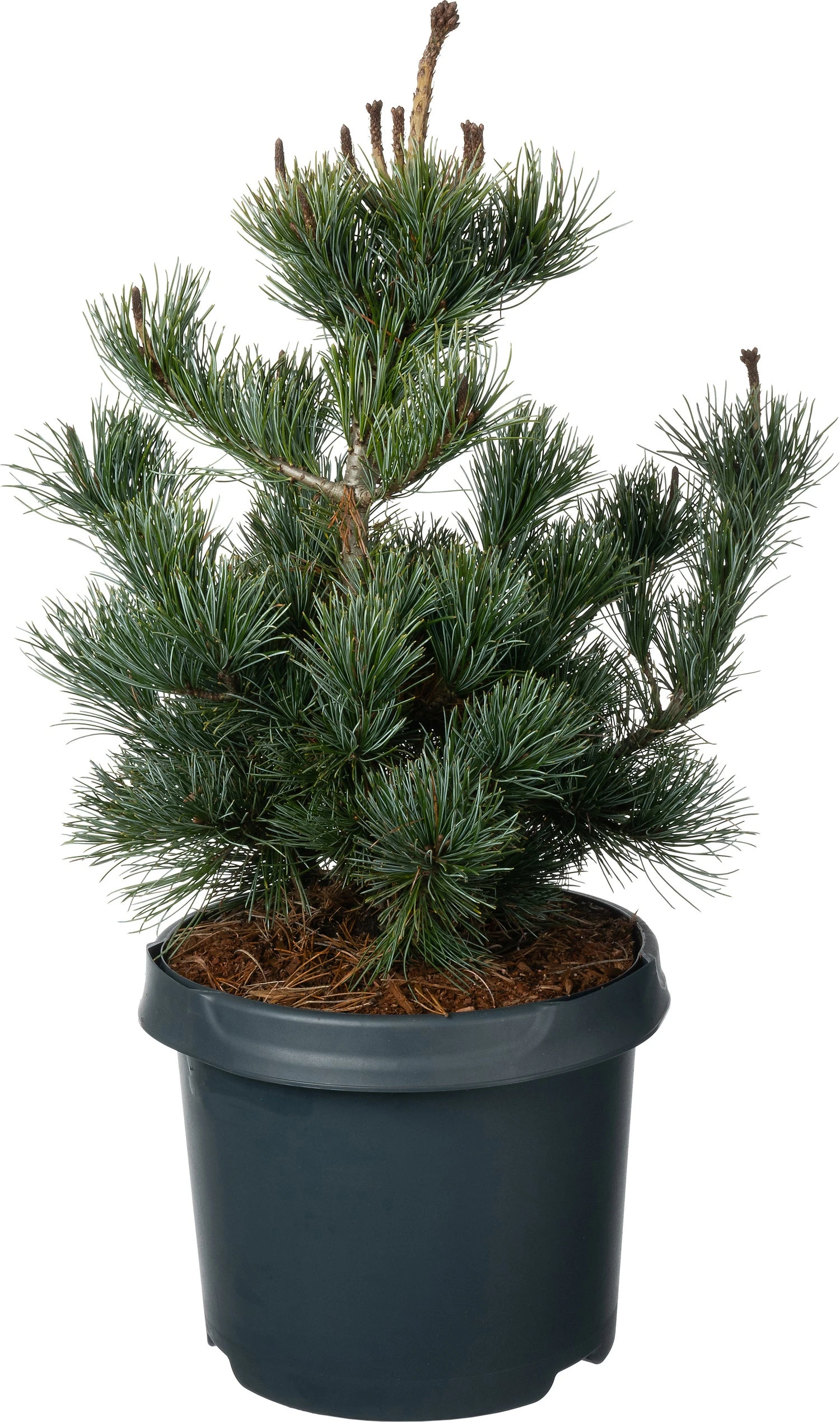 Japanse Den (Pinus Parviflora 'Negishi') D 23 H 45 Cm 3 Japanse Den (Pinus Parviflora 'Negishi') D 23 H 45 Cm