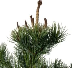 Japanse Den (Pinus Parviflora 'Negishi') D 23 H 45 Cm 5 Japanse Den (Pinus Parviflora 'Negishi') D 23 H 45 Cm -PlantenPuur Verkoopwinkel 8717191224376 1