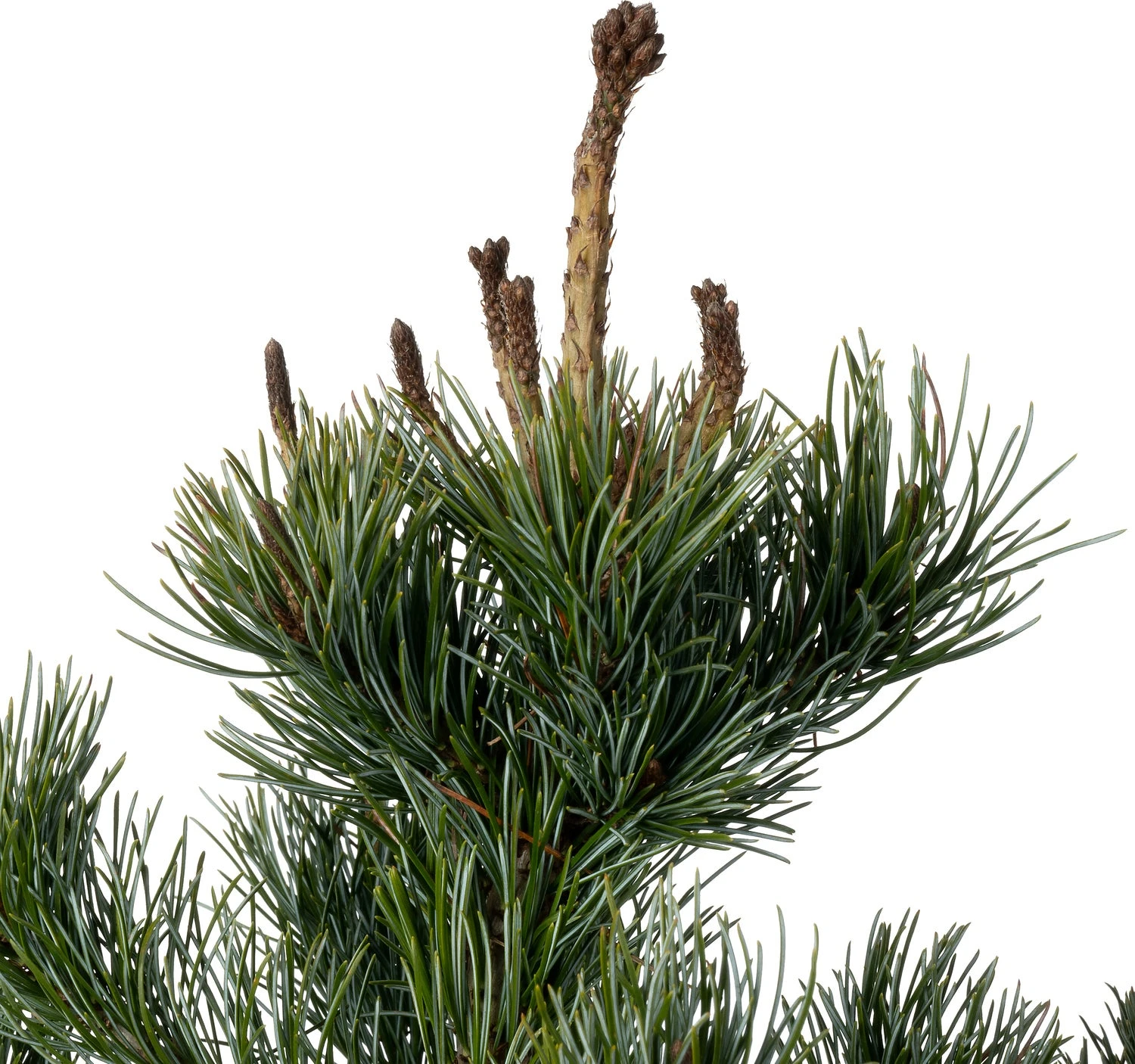 Japanse Den (Pinus Parviflora 'Negishi') D 23 H 45 Cm 4 Japanse Den (Pinus Parviflora 'Negishi') D 23 H 45 Cm - Afbeelding 2