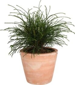 Levensboom (Thuja Plicata 'Whipecord') D 23 H 50 Cm