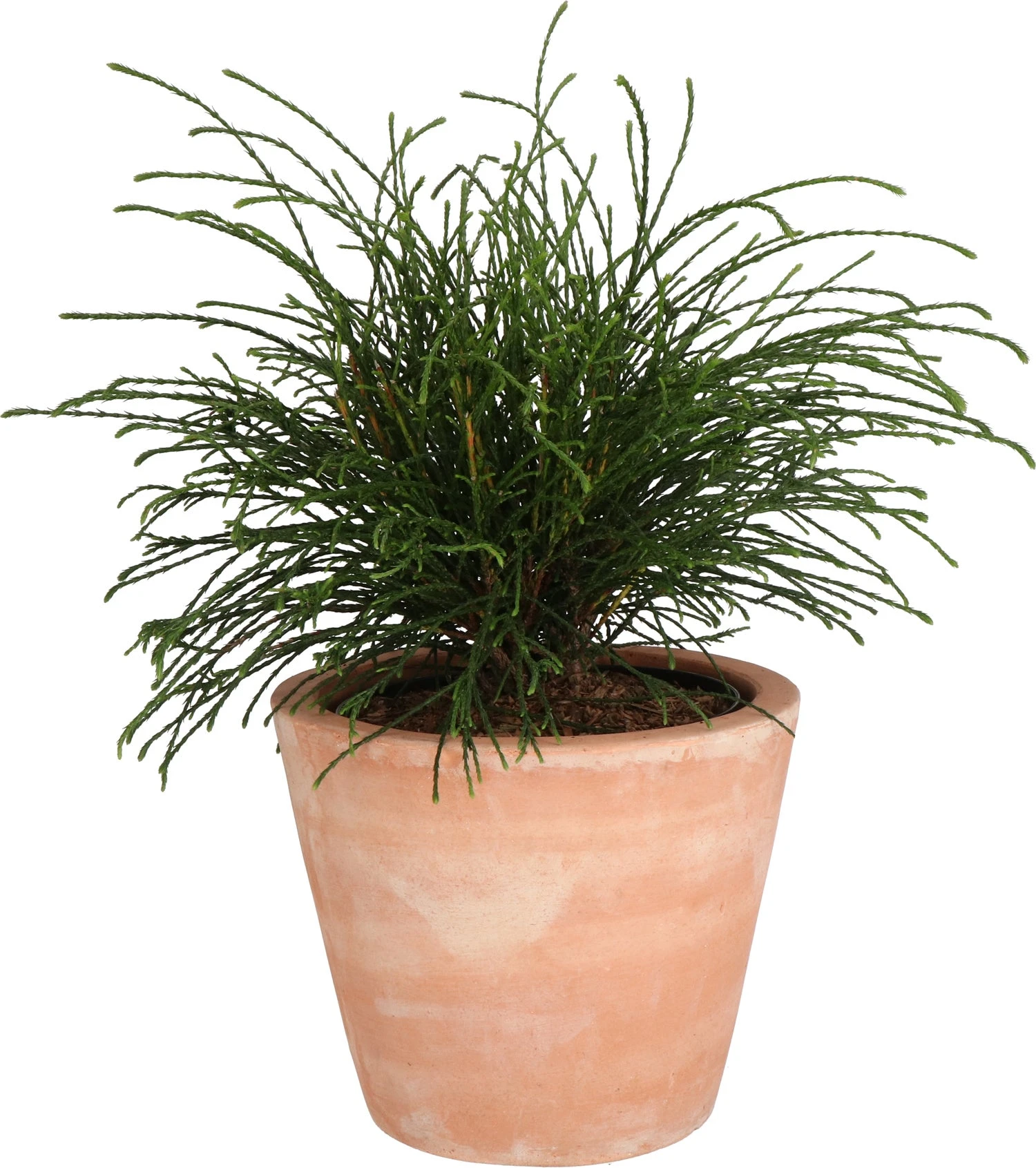 Levensboom (Thuja Plicata 'Whipecord') D 23 H 50 Cm 3 Levensboom (Thuja Plicata 'Whipecord') D 23 H 50 Cm