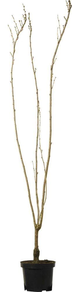 Japanse Sierkers (Prunus Serrulata 'Amanogawa') D 27 H 180 Cm