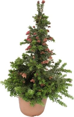 Australische Zilvereik (Grevillea Stenomera 'Red Salento') D 17 H 60 Cm