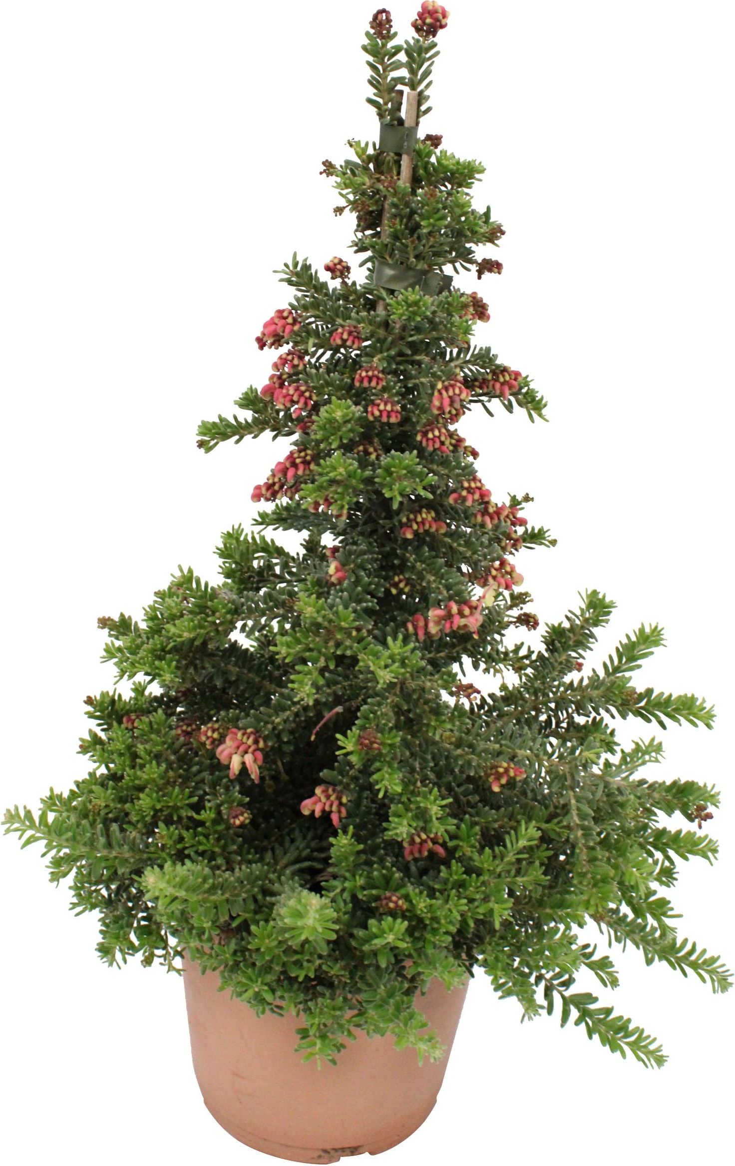 Australische Zilvereik (Grevillea Stenomera 'Red Salento') D 17 H 60 Cm 3 Australische Zilvereik (Grevillea Stenomera 'Red Salento') D 17 H 60 Cm